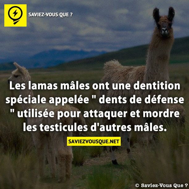 Les lamas mâles ont une dentition spéciale appelée &quot; dents de défense &quot; utilisée pour attaquer et mordre les testicules d&#039;autres mâles.