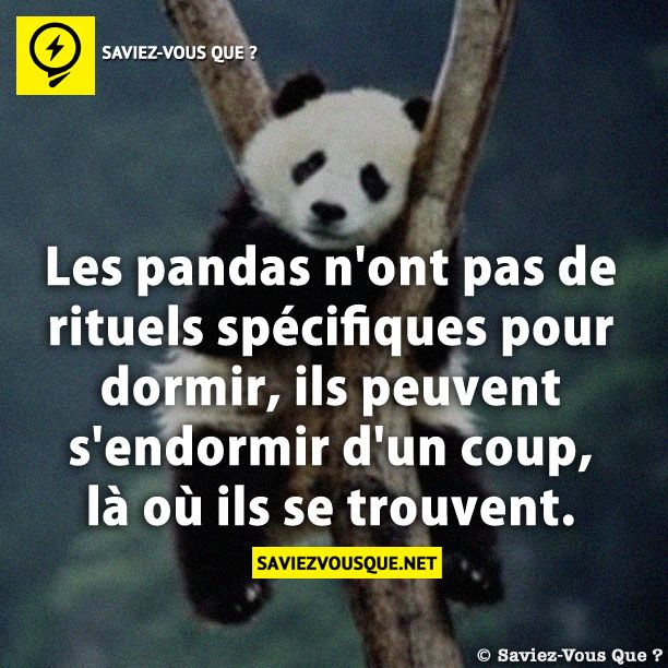 Les pandas n&#039;ont pas de rituels spécifiques pour dormir, ils peuvent s&#039;endormir d&#039;un coup, là où ils se trouvent.