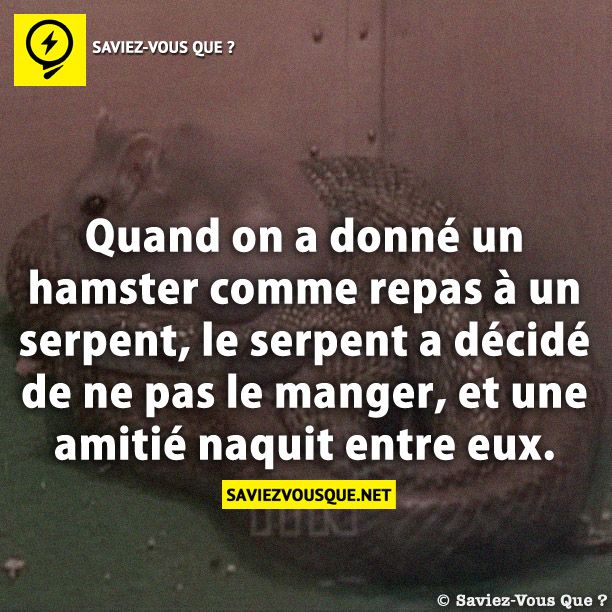 Quand on a donné un hamster comme repas à un serpent, le serpent a décidé de ne pas le manger, et une amitié naquit entre eux.