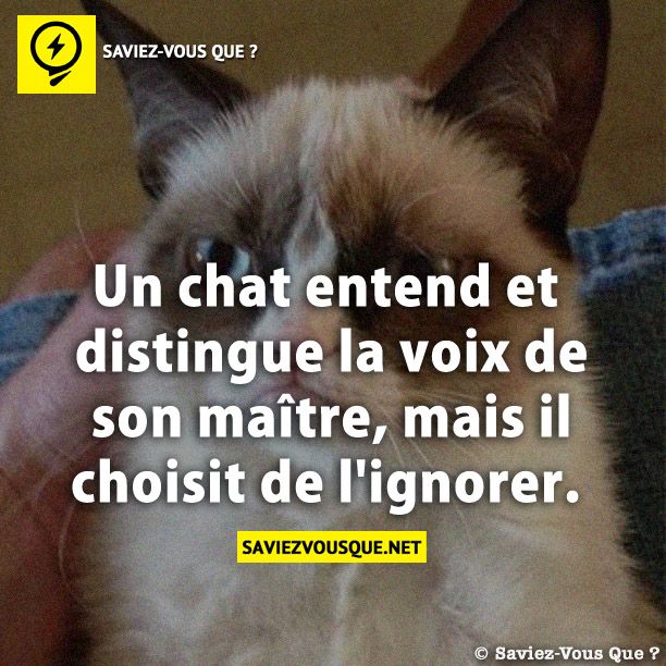 Un chat entend et distingue la voix de son maître, mais il choisit de l&#039;ignorer.