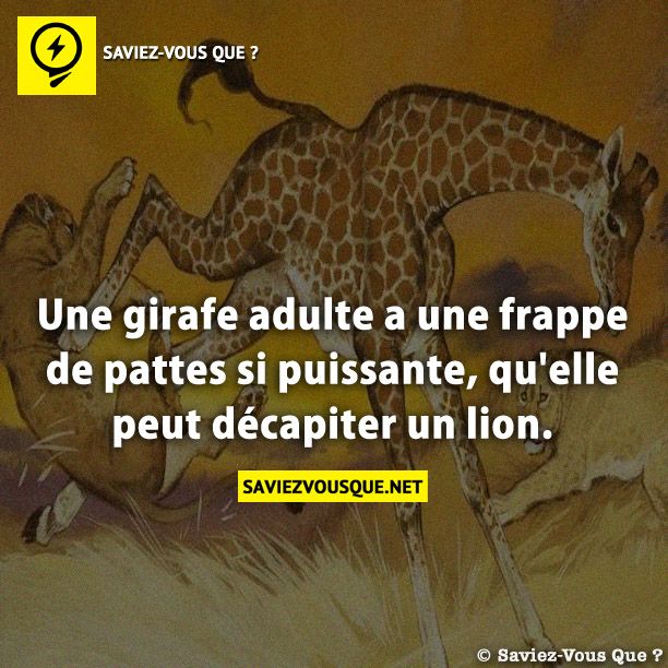 Une girafe adulte a une frappe de pattes si puissante, qu&#039;elle peut décapiter un lion.