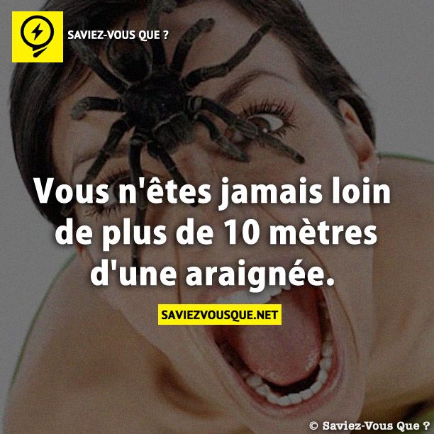Vous n&#039;êtes jamais loin de plus de 10 mètres d&#039;une araignée.