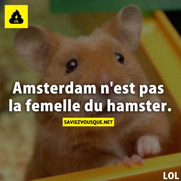 Amsterdam n&#039;est pas la femelle du hamster.