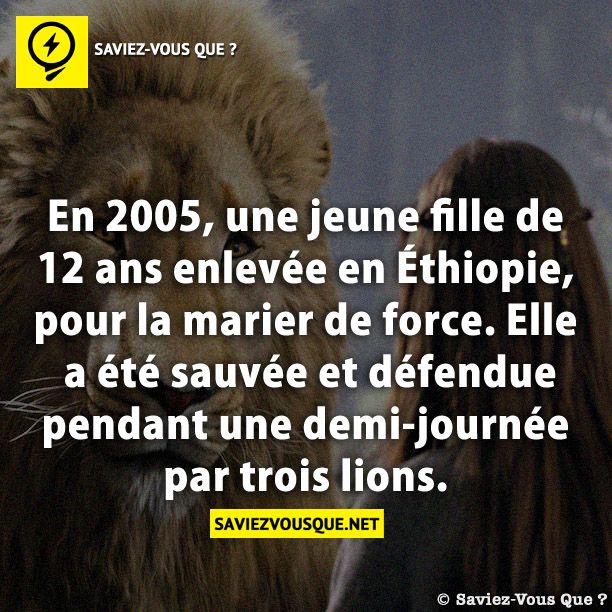 En 2005, une jeune fille de 12 ans enlevée en Éthiopie, pour la marier de force. Elle a été sauvée et défendue pendant une demi-journée par trois lions.