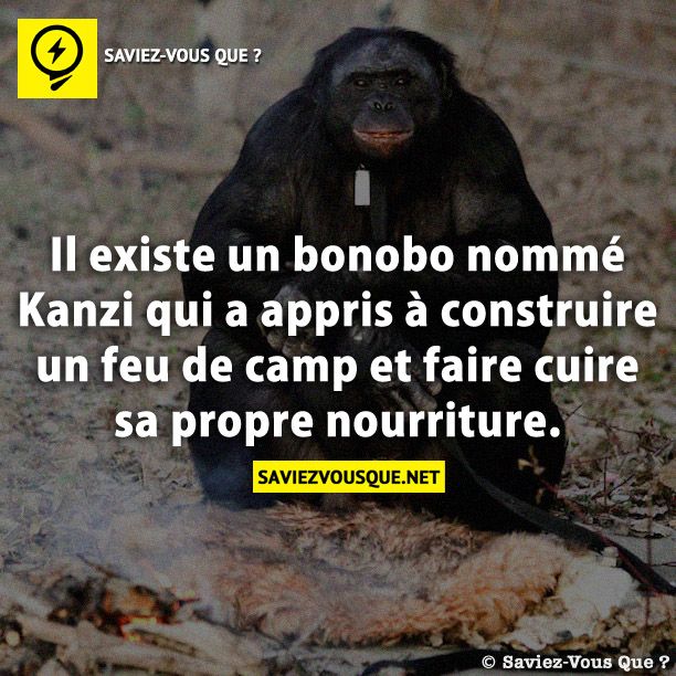 Il existe un bonobo nommé Kanzi qui a appris à construire un feu de camp et faire cuire sa propre nourriture.