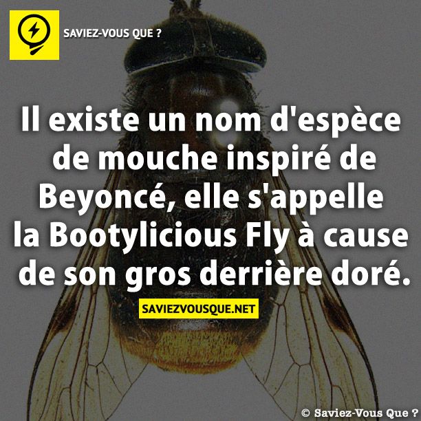 Il existe un nom d&#039;espèce de mouche inspiré de Beyoncé, elle s&#039;appelle la Bootylicious Fly à cause de son gros derrière doré !