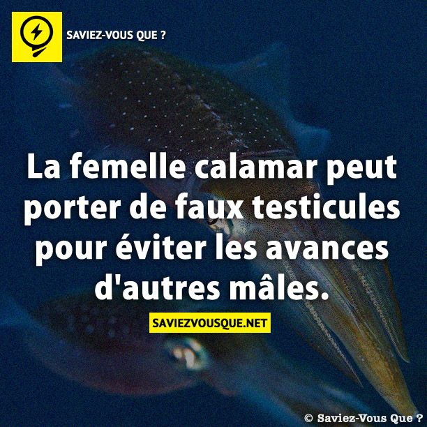 La femelle calamar peut porter de faux testicules pour éviter les avances d&#039;autres mâles.