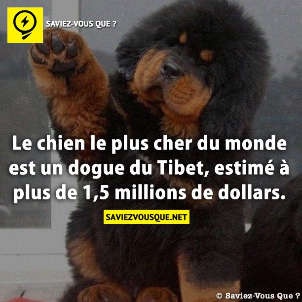 Le chien le plus cher du monde est un dogue du Tibet, estimé à plus de 1,5 millions de dollars.