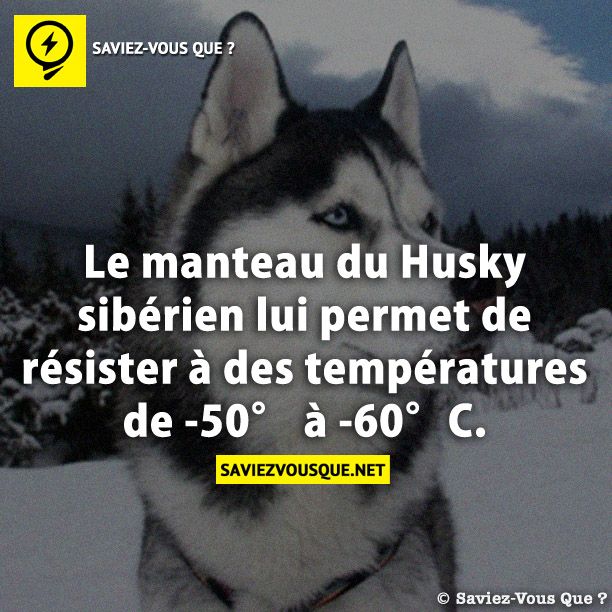 Le manteau du Husky sibérien lui permet de résister à des températures de -50 à -60°C.