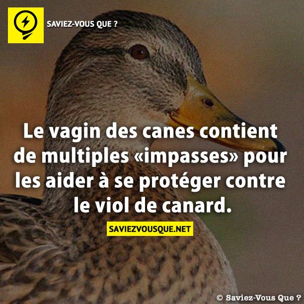 Le vagin des canes contient de multiples «impasses» pour les aider à se protéger contre le viol de canard.