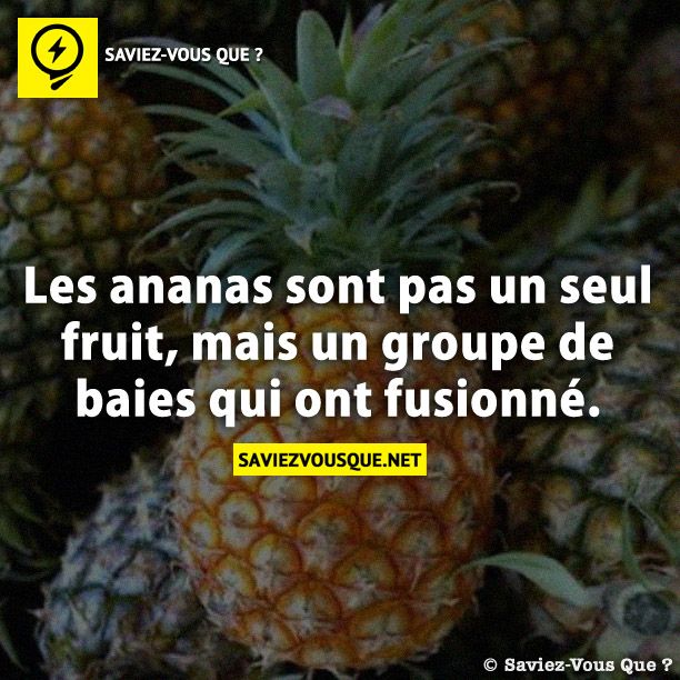Les ananas sont pas un seul fruit, mais un groupe de baies qui ont fusionné.