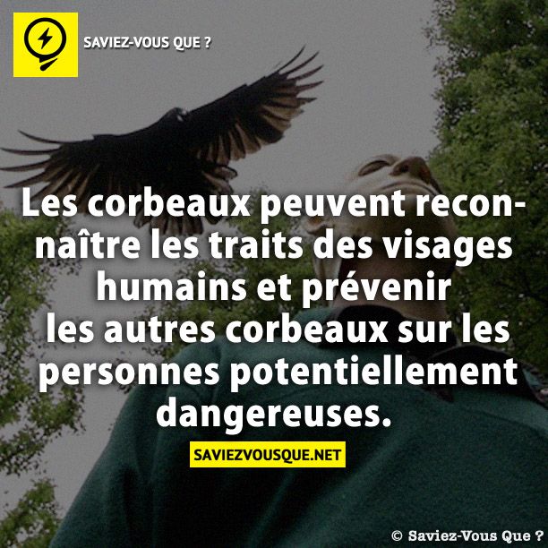 Les corbeaux peuvent reconnaître les traits des visages humains et prévenir les autres corbeaux sur les personnes potentiellement dangereuses.