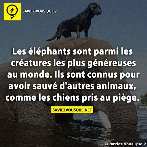 Les éléphants sont parmi les créatures les plus généreuses au monde. Ils sont connus pour avoir sauvé d&#039;autres animaux, comme les chiens pris au piège.