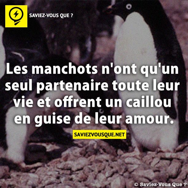 Les manchots n&#039;ont qu&#039;un seul partenaire toute leur vie et offrent un caillou en guise de leur amour .