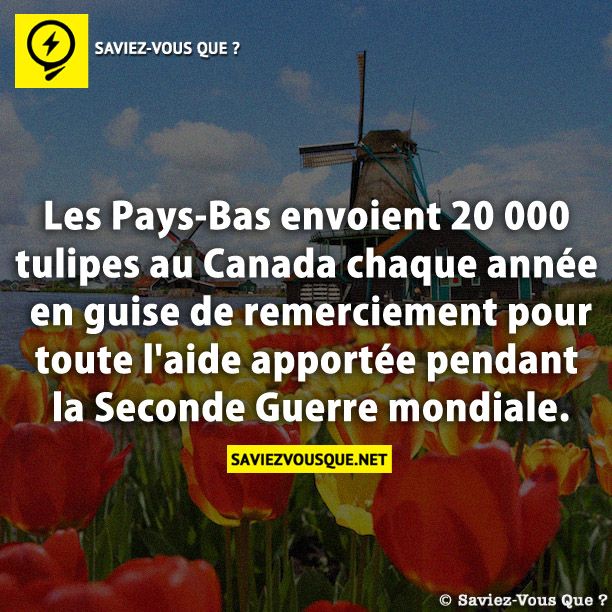Les Pays-Bas envoient 20 000 tulipes au Canada chaque année en guise de remerciement pour toute l&#039;aide apportée pendant la Seconde Guerre mondiale.