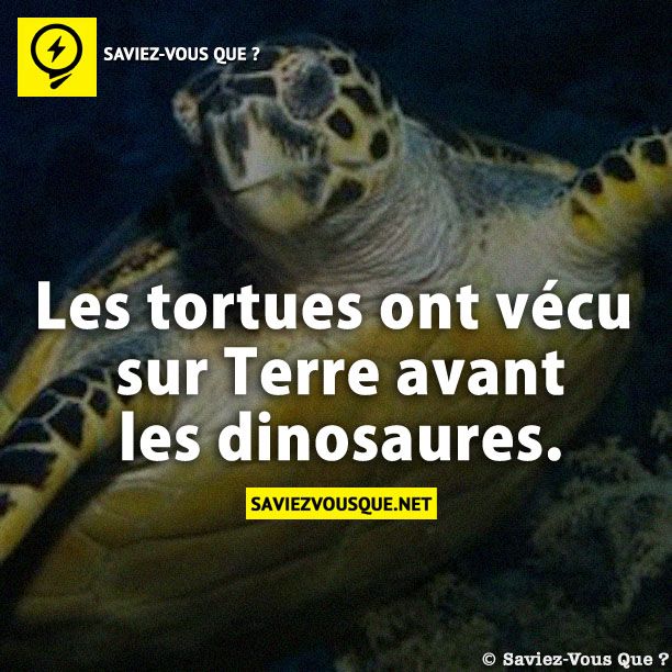 Les tortues ont vécu sur Terre avant les dinosaures.