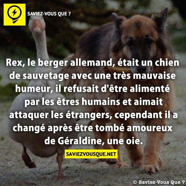 Rex, le berger allemand, était un chien de sauvetage avec une très mauvaise humeur, il refusait d&#039;être alimenté par les êtres humains et aimait attaquer les étrangers, cependant il a changé après être tombé amoureux de Géraldine, une oie.