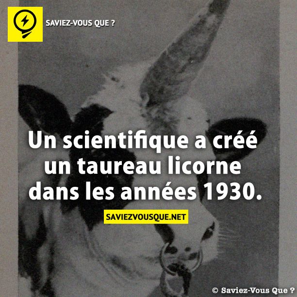 Un scientifique a créé un taureau licorne dans les années 1930.