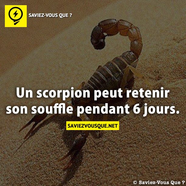 Un scorpion peut retenir son souffle pendant 6 jours.