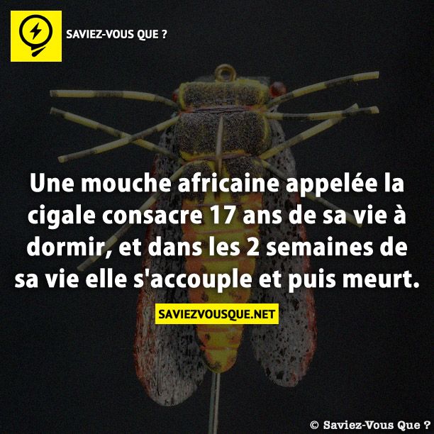 Une mouche africaine appelée la cigale consacre 17 ans de sa vie à dormir, et dans les 2 semaines de sa vie elle s&#039;accouple et puis meurt.