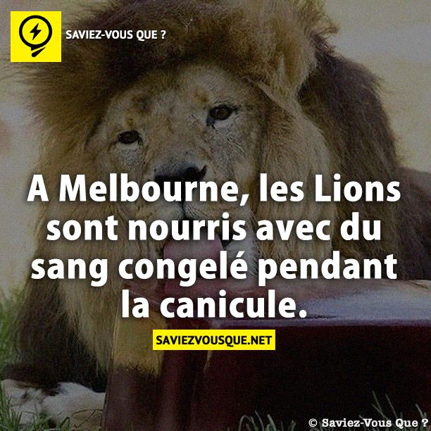 A Melbourne, les Lions sont nourris avec du sang congelé pendant la canicule.