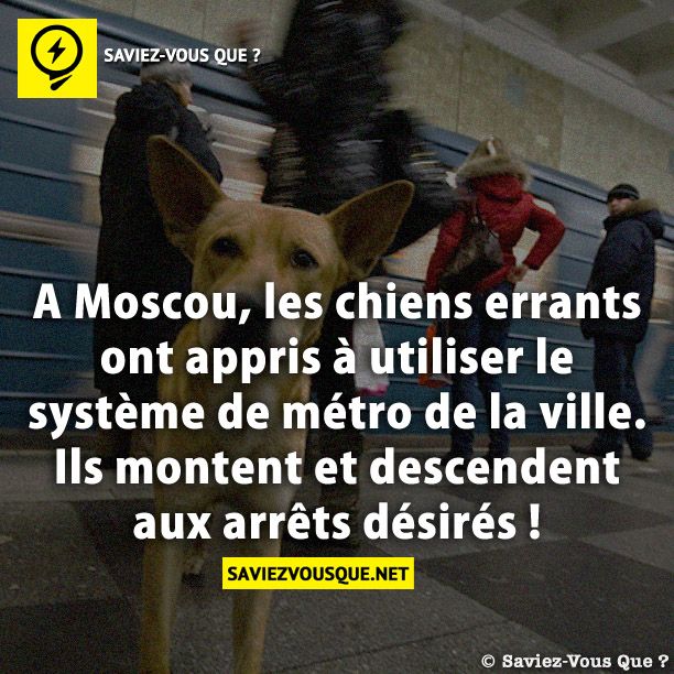 A Moscou, les chiens errants ont appris à utiliser le système de métro de la ville. Ils montent et descendent aux arrêts désirés !