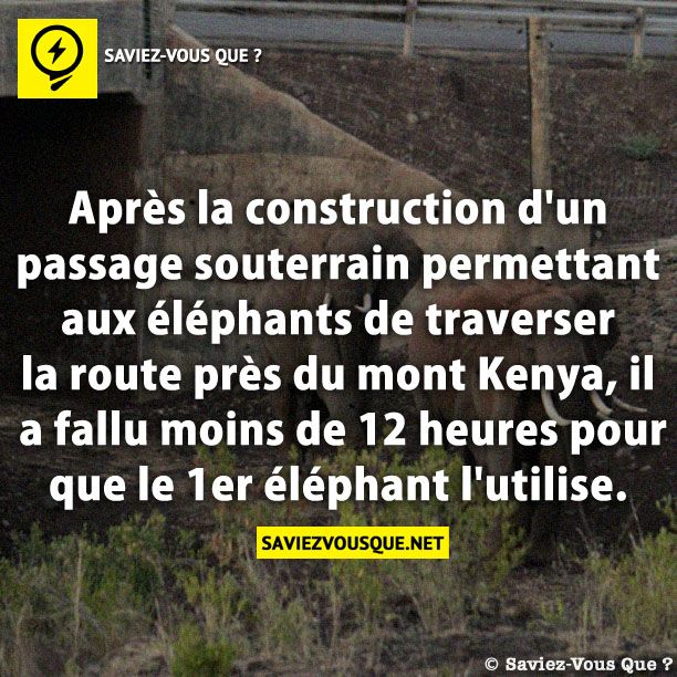 Après la construction d&#039;un passage souterrain permettant aux éléphants de traverser la route près du mont Kenya, il a fallu moins de 12 heures pour que le 1er éléphant l&#039;utilise.