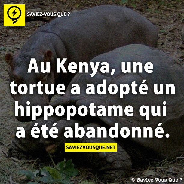 Au Kenya, une tortue a adopté un hippopotame qui a été abandonné.