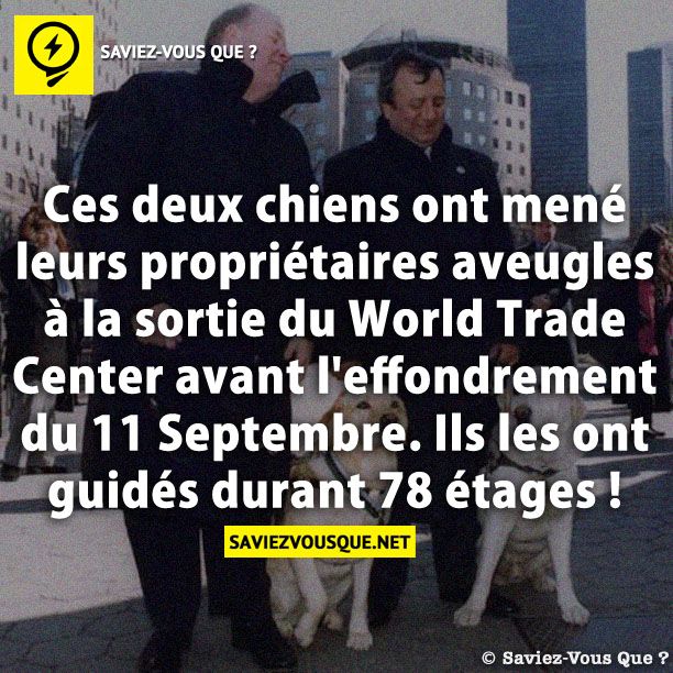 Ces deux chiens ont mené leurs propriétaires aveugles à la sortie du World Trade Center avant l&#039;effondrement du 11 Septembre. Ils les ont guidés durant 78 étages !