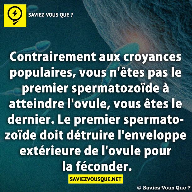 Contrairement aux croyances populaires, vous n&#039;êtes pas le premier spermatozoïde à atteindre l&#039;ovule, vous êtes le dernier. Le premier spermatozoïde doit détruire l&#039;enveloppe extérieure de l&#039;ovule pour la féconder.