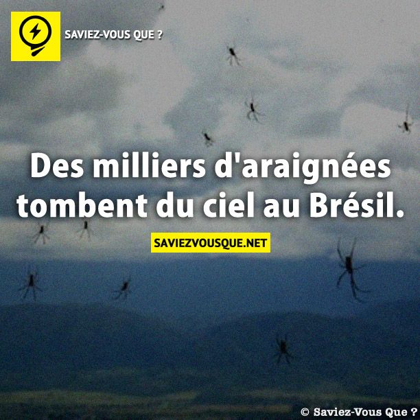 Des milliers d&#039;araignées tombent du ciel au Brésil.