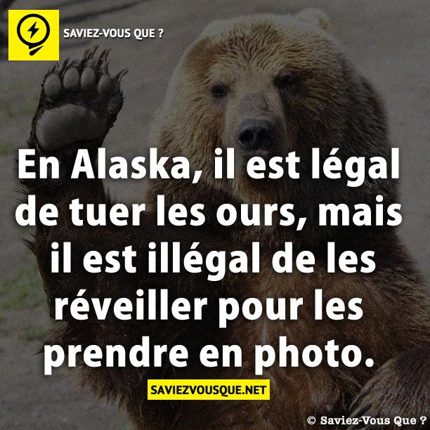 En Alaska, il est légal de tuer les ours, mais il est illégal de les réveiller pour les prendre en photo.