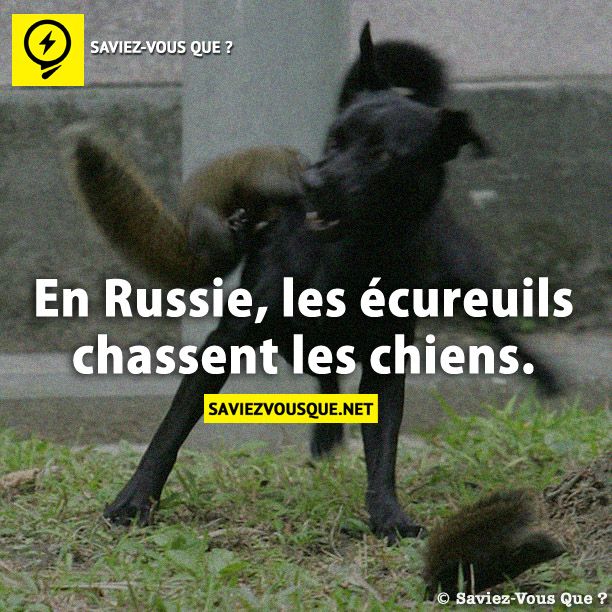 En Russie, les écureuils chassent les chiens.