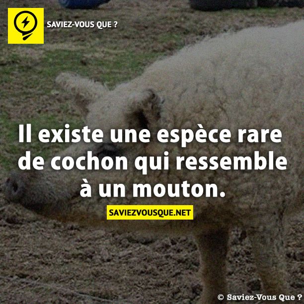 Il existe une espèce rare de cochon qui ressemble à un mouton.