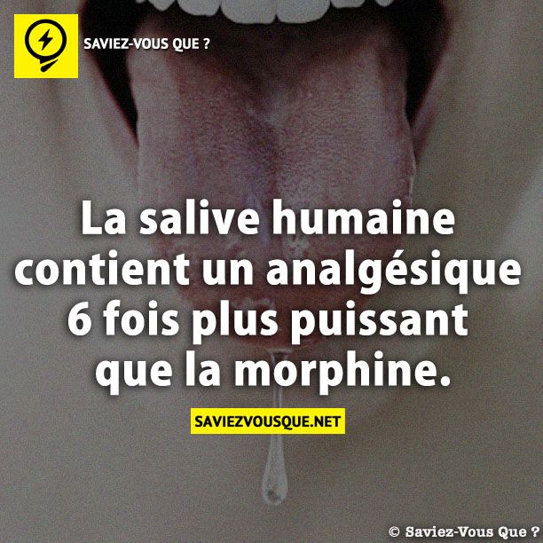 La salive humaine contient un analgésique 6 fois plus puissant que la morphine.