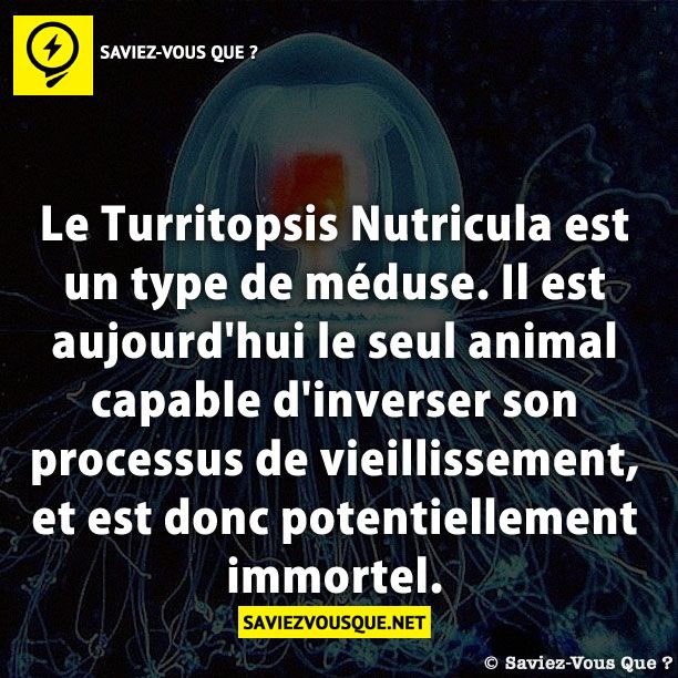 Le Turritopsis Nutricula est un type de méduse. Il est aujourd&#039;hui le seul animal capable d&#039;inverser son processus de vieillissement, et est donc potentiellement immortel.