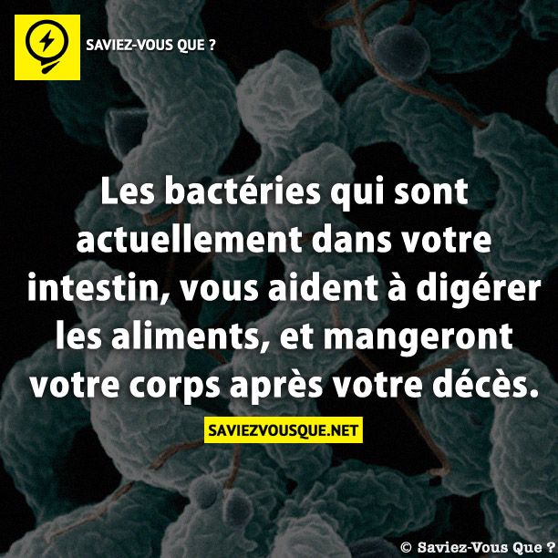Les bactéries qui sont actuellement dans votre intestin, vous aident à digérer les aliments, et mangeront votre corps après votre décès.