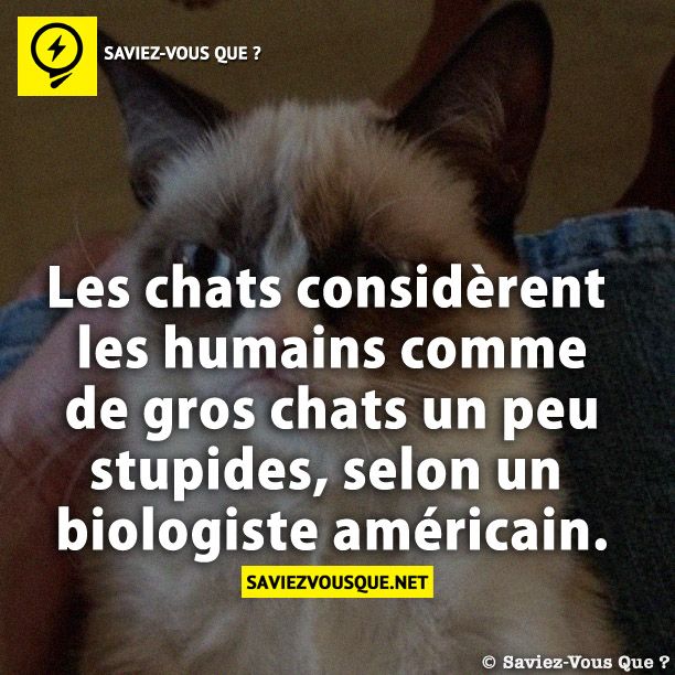 Les chats considèrent les humains comme de gros chats un peu stupides, selon un biologiste américain.