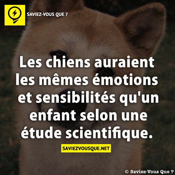 Les chiens auraient les mêmes émotions et sensibilités qu&#039;un enfant selon une étude scientifique.