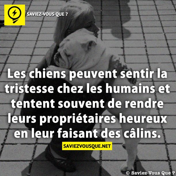Les chiens peuvent sentir la tristesse chez les humains et tentent souvent de rendre leurs propriétaires heureux en leur faisant des câlins.