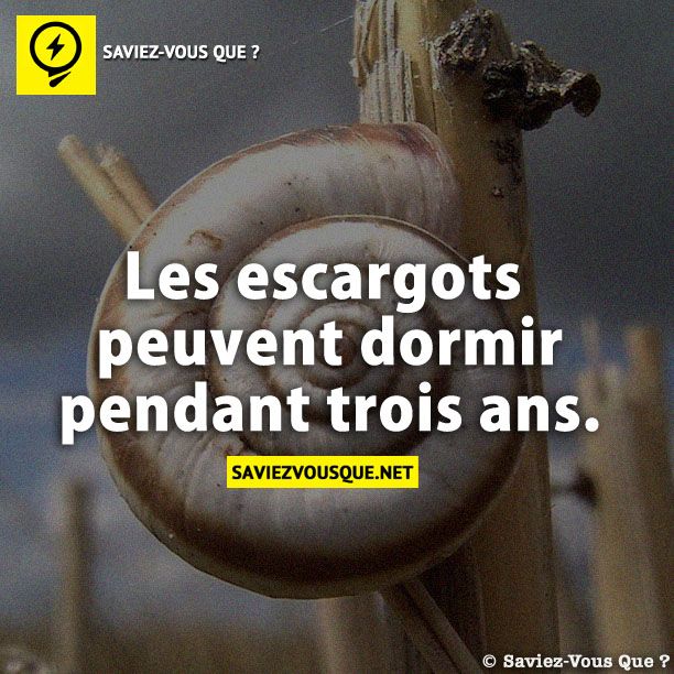 Les escargots peuvent dormir pendant trois ans.