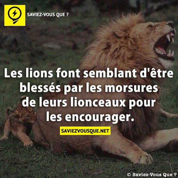 Les lions font semblant d&#039;être blessés par les morsures de leurs lionceaux pour les encourager.