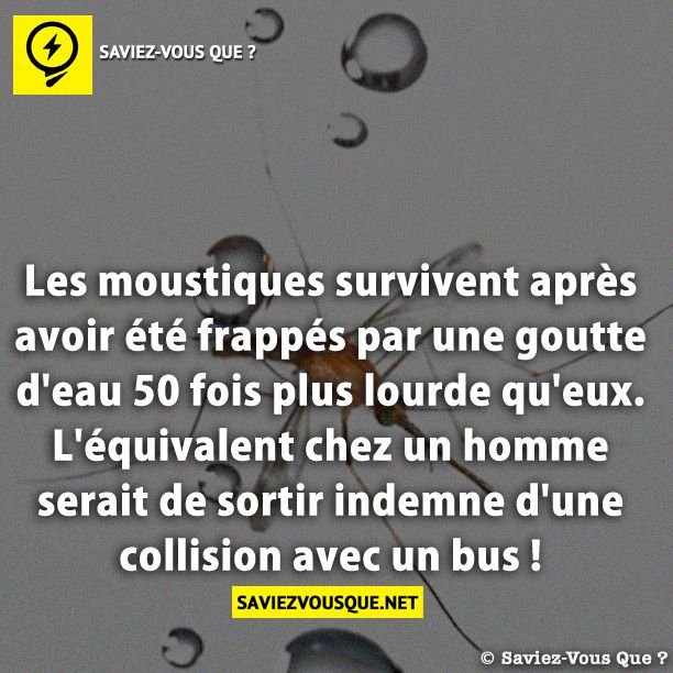 Les moustiques survivent après avoir été frappés par une goutte d&#039;eau 50 fois plus lourde qu&#039;eux. L&#039;équivalent chez un homme serait de sortir indemne d&#039;une collision avec un bus !
