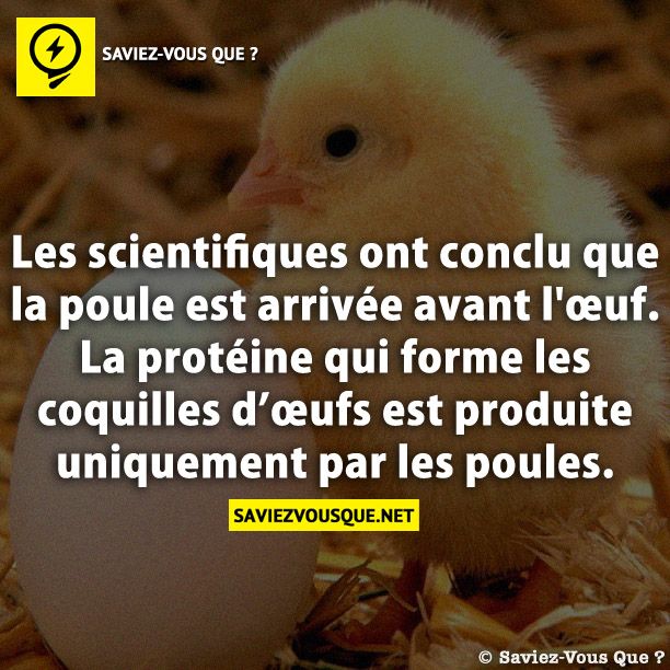Les scientifiques ont conclu que la poule est arrivée avant l&#039;œuf. La protéine qui forme les coquilles d’œufs est produite uniquement par les poules.