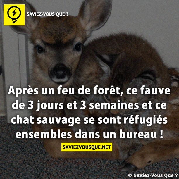 Après un feu de forêt, ce fauve de 3 jours et 3 semaines et ce chat sauvage se sont réfugiés ensembles dans un bureau !