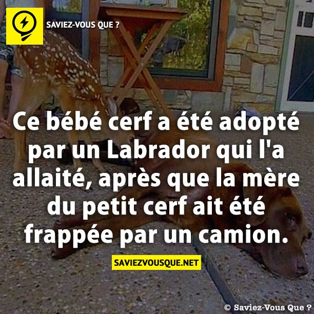 Ce bébé cerf a été adopté par un Labrador qui l&#039;a allaité, après que la mère du petit cerf ait été frappée par un camion.