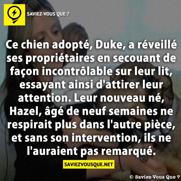 Ce chien adopté, Duke, a réveillé ses propriétaires en secouant de façon incontrôlable sur leur lit, essayant ainsi d&#039;attirer leur attention. Leur nouveau né, Hazel, âgé de neuf semaines ne respirait plus dans l&#039;autre pièce, et sans son intervention, ils ne l&#039;auraient pas remarqué.