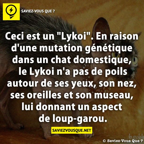 Ceci est un &quot;Lykoi&quot;. En raison d&#039;une mutation génétique dans un chat domestique, le Lykoi n&#039;a pas de poils autour de ses yeux, son nez, ses oreilles et son museau, lui donnant un aspect de loup-garou.