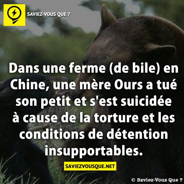 Dans une ferme (de bile) en Chine, une mère Ours a tué son petit et s&#039;est suicidée à cause de la torture et les conditions de détention insupportables.