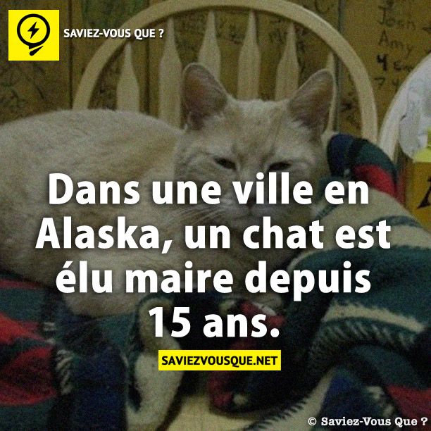 Dans une ville en Alaska, un chat est élu maire depuis 15 ans.